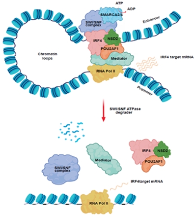 SWI/SNF in t(4;14) multiple myeloma