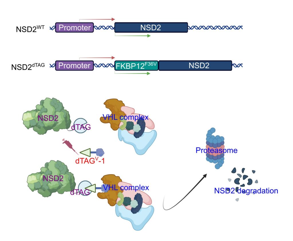 The NSD2dTAG system